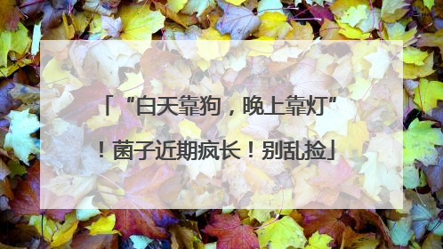 “白天靠狗，晚上靠灯”！菌子近期疯长！别乱捡