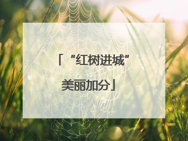 “红树进城” 美丽加分