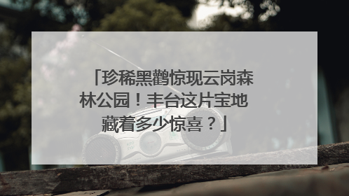 珍稀黑鹳惊现云岗森林公园！丰台这片宝地藏着多少惊喜？