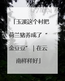 玉溪这个村把荷兰猪养成了“金豆豆”｜在云南样样好