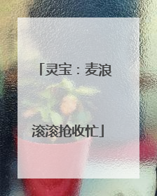 灵宝：麦浪滚滚抢收忙