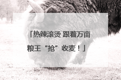 热辣滚烫 跟着万亩粮王“抢”收麦！