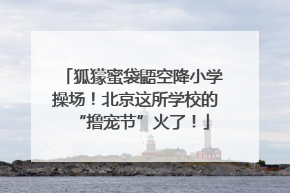 狐獴蜜袋鼯空降小学操场！北京这所学校的“撸宠节”火了！