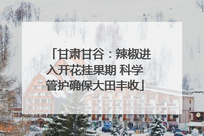 甘肃甘谷：辣椒进入开花挂果期 科学管护确保大田丰收
