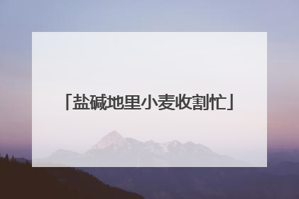 盐碱地里小麦收割忙
