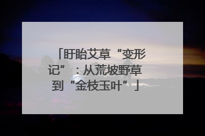 盱眙艾草“变形记”：从荒坡野草到“金枝玉叶”