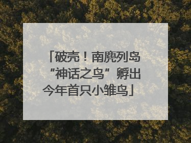 破壳！南麂列岛“神话之鸟”孵出今年首只小雏鸟