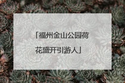 福州金山公园荷花盛开引游人