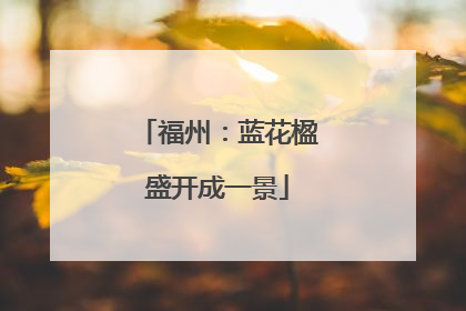 福州：蓝花楹盛开成一景