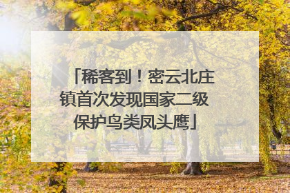 稀客到！密云北庄镇首次发现国家二级保护鸟类凤头鹰