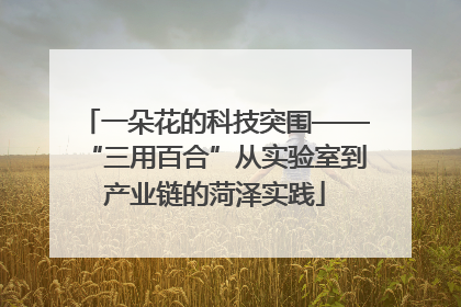一朵花的科技突围——“三用百合”从实验室到产业链的菏泽实践