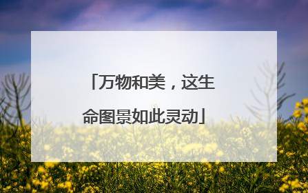 万物和美，这生命图景如此灵动