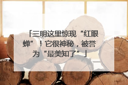 三明这里惊现“红眼蝉”！它很神秘，被誉为“最美知了”