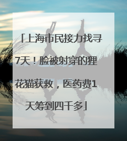 上海市民接力找寻7天！脸被射穿的狸花猫获救，医药费1天筹到四千多