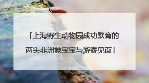 上海野生动物园成功繁育的两头非洲象宝宝与游客见面