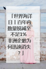 世界海洋日丨百年内数量锐减至不足1% 非洲企鹅为何迅速消失？