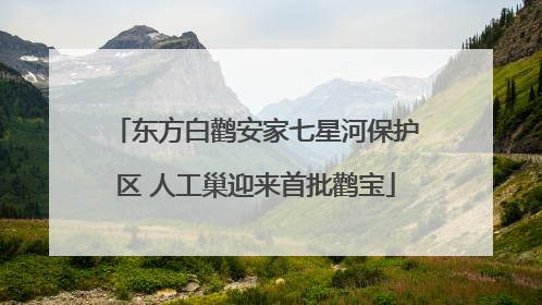 东方白鹳安家七星河保护区 人工巢迎来首批鹳宝