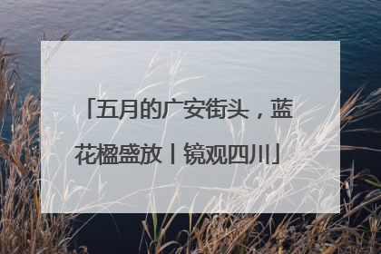 五月的广安街头，蓝花楹盛放丨镜观四川