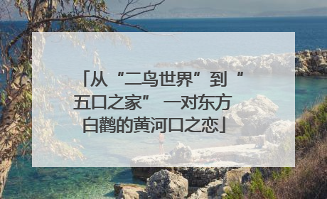 从“二鸟世界”到“五口之家” 一对东方白鹳的黄河口之恋