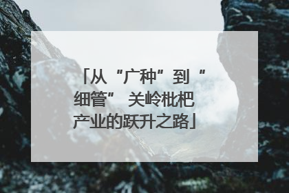 从“广种”到“细管” 关岭枇杷产业的跃升之路