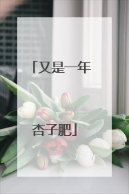 又是一年杏子肥