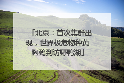 北京：首次集群出现，世界极危物种黄胸鹀到访野鸭湖