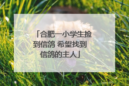 合肥一小学生捡到信鸽 希望找到信鸽的主人