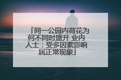 同一公园内荷花为何不同时盛开 业内人士：受多因素影响 属正常现象