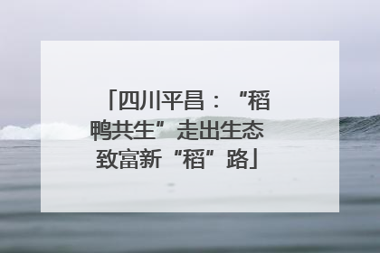 四川平昌：“稻鸭共生”走出生态致富新“稻”路
