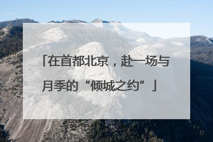 在首都北京，赴一场与月季的“倾城之约”