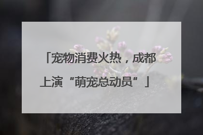 宠物消费火热，成都上演“萌宠总动员”