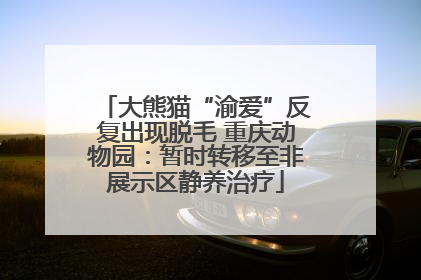 大熊猫“渝爱”反复出现脱毛 重庆动物园：暂时转移至非展示区静养治疗