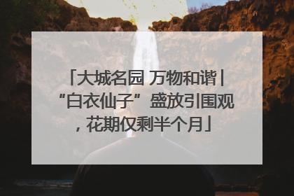 大城名园 万物和谐│“白衣仙子”盛放引围观，花期仅剩半个月