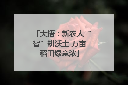 大悟：新农人“智”耕沃土 万亩稻田绿意浓