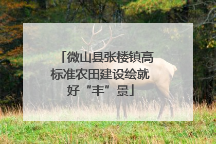 微山县张楼镇高标准农田建设绘就好“丰”景
