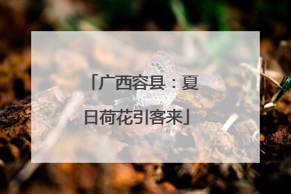 广西容县：夏日荷花引客来