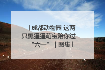 成都动物园 这两只黑猩猩萌宝陪你过“六一”｜图集