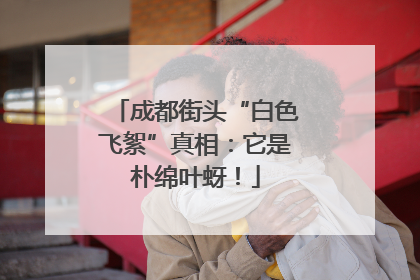成都街头“白色飞絮”真相：它是朴绵叶蚜！