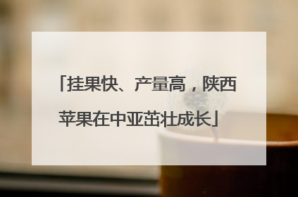挂果快、产量高，陕西苹果在中亚茁壮成长