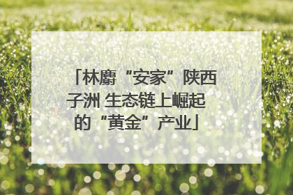 林麝“安家”陕西子洲 生态链上崛起的“黄金”产业