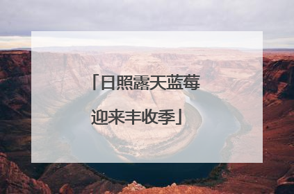 日照露天蓝莓迎来丰收季