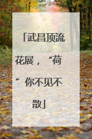 武昌顶流花展，“荷”你不见不散