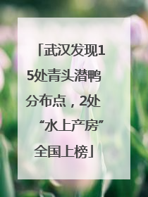 武汉发现15处青头潜鸭分布点，2处“水上产房”全国上榜
