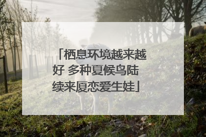 栖息环境越来越好 多种夏候鸟陆续来厦恋爱生娃