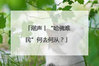 潮声丨“哈佛难民”何去何从？