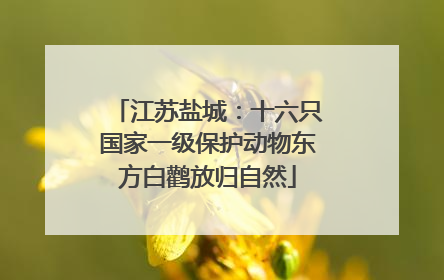 江苏盐城：十六只国家一级保护动物东方白鹳放归自然
