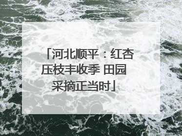 河北顺平：红杏压枝丰收季 田园采摘正当时