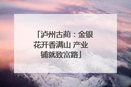 泸州古蔺：金银花开香满山 产业铺就致富路