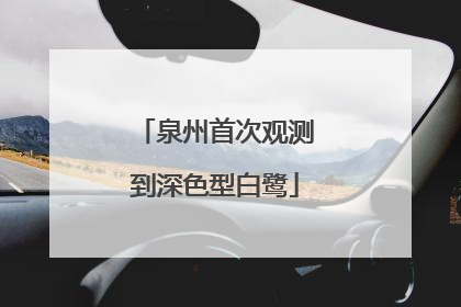 泉州首次观测到深色型白鹭