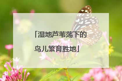 湿地芦苇荡下的鸟儿繁育胜地